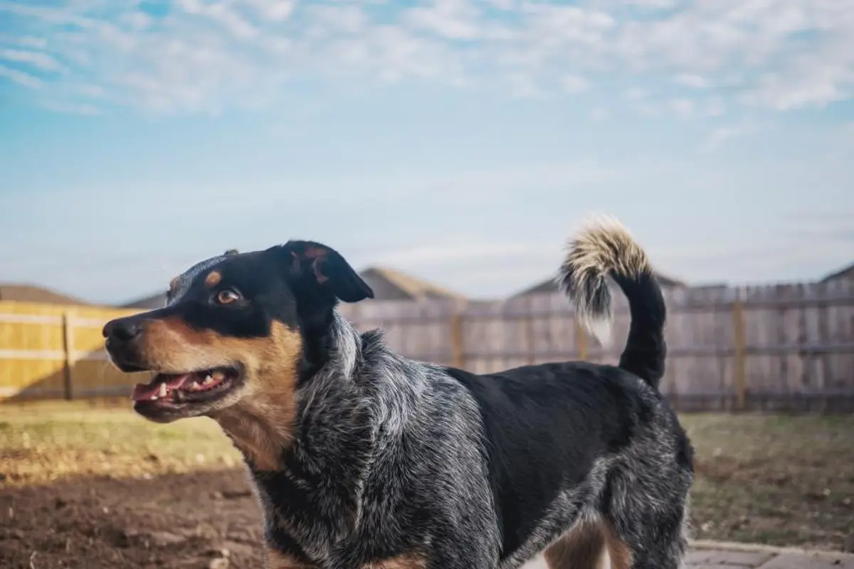 Prix radio chien : combien coûte une radiographie en 2026 ?