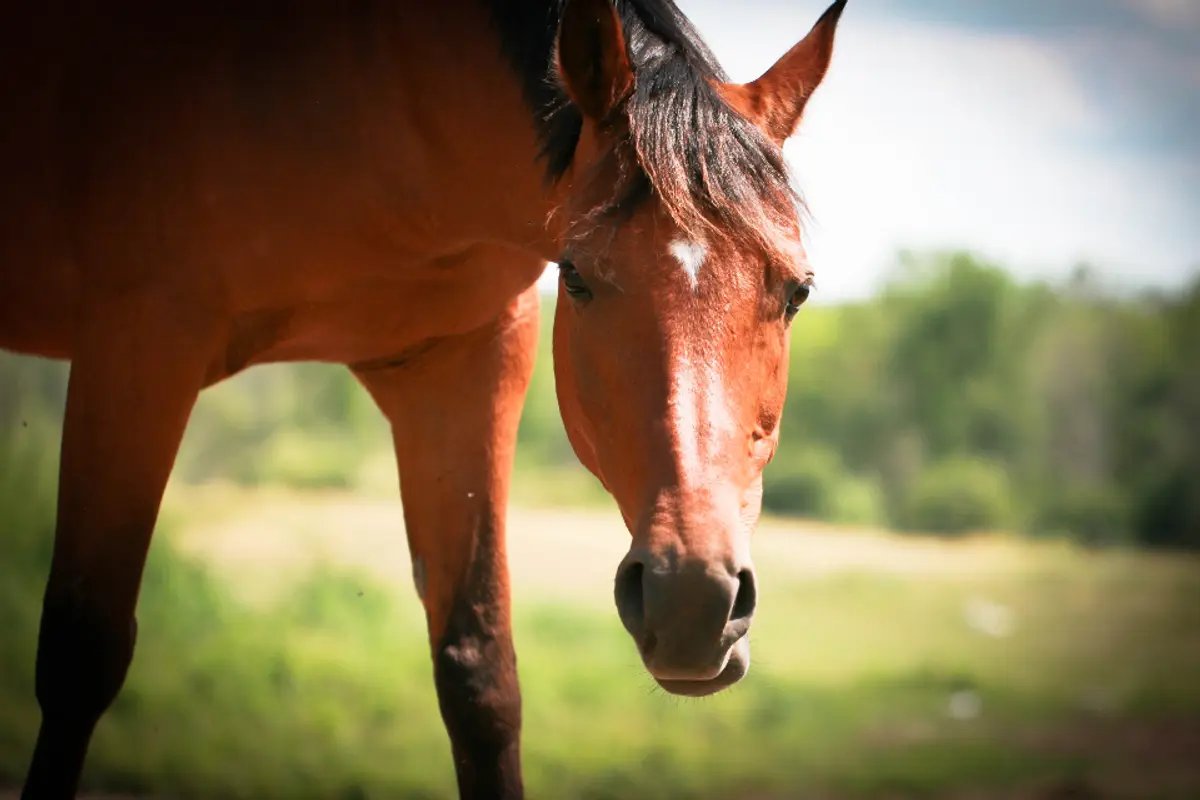 Syndrome de Cushing du cheval : symptômes, traitement et coût