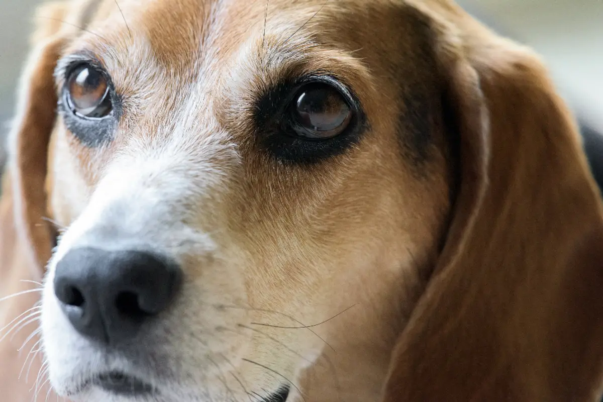 Maladie de Cushing chez le chien : symptômes, traitement et coût