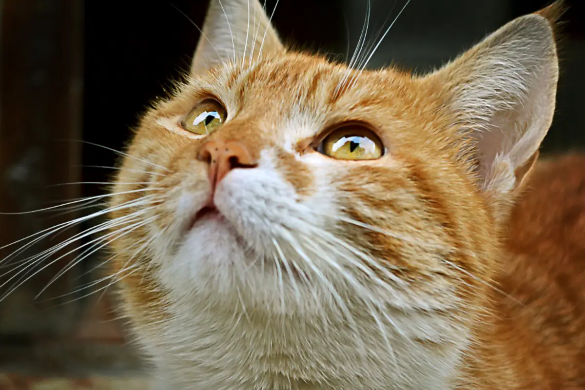 Délai de remboursement assurance animaux : combien de temps ?