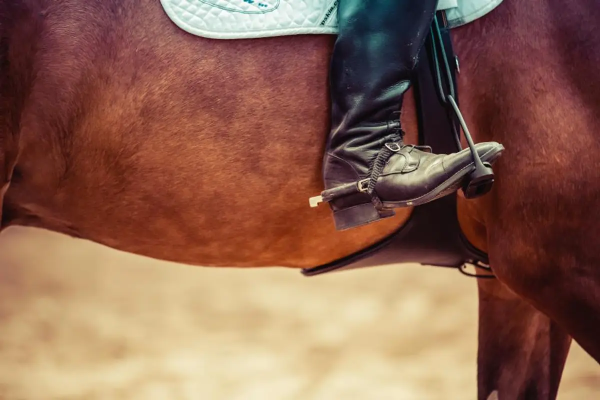 Dentiste équin : prix des soins dentaires du cheval en 2026