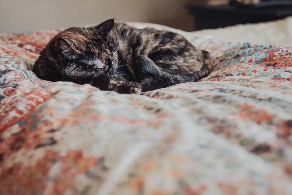 Diabète du chat : coût du traitement et budget mensuel en 2026