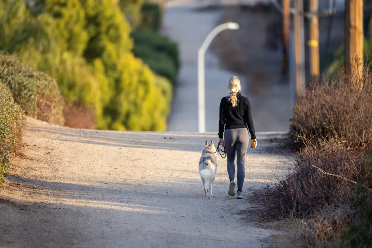 Diabète chez le chien : symptômes, traitement et coût
