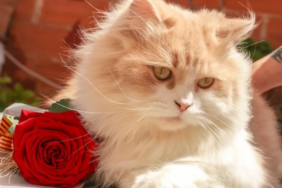 Diarrhée du chat : que faire et quand consulter