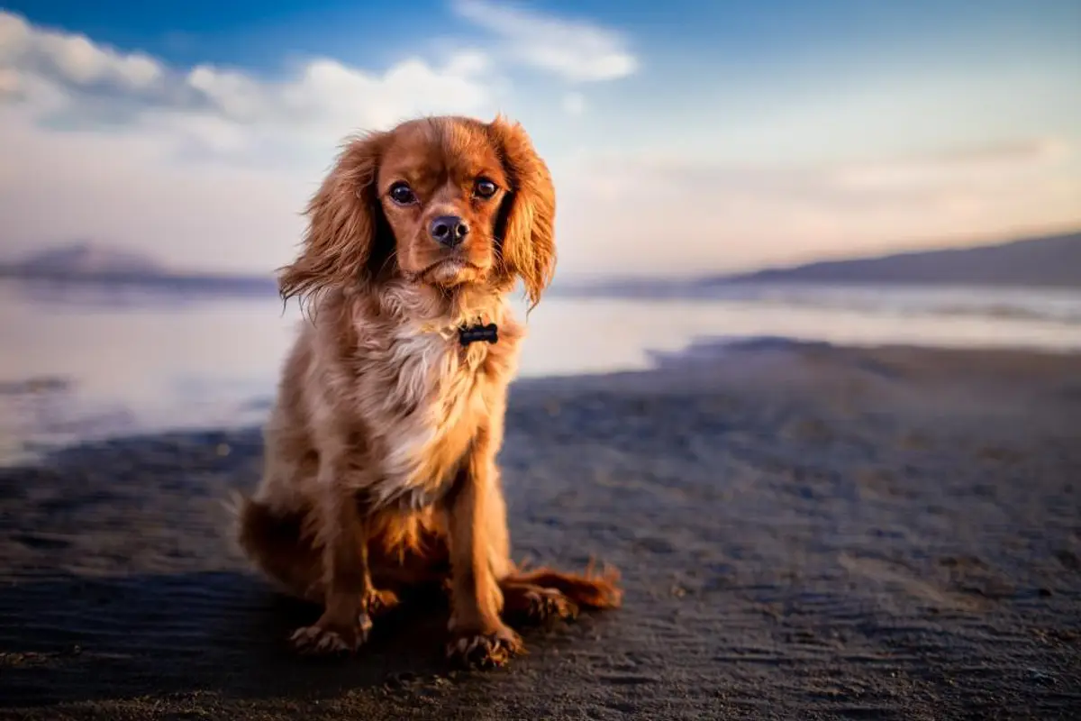 Diarrhée du chien : que faire et quand consulter le vétérinaire
