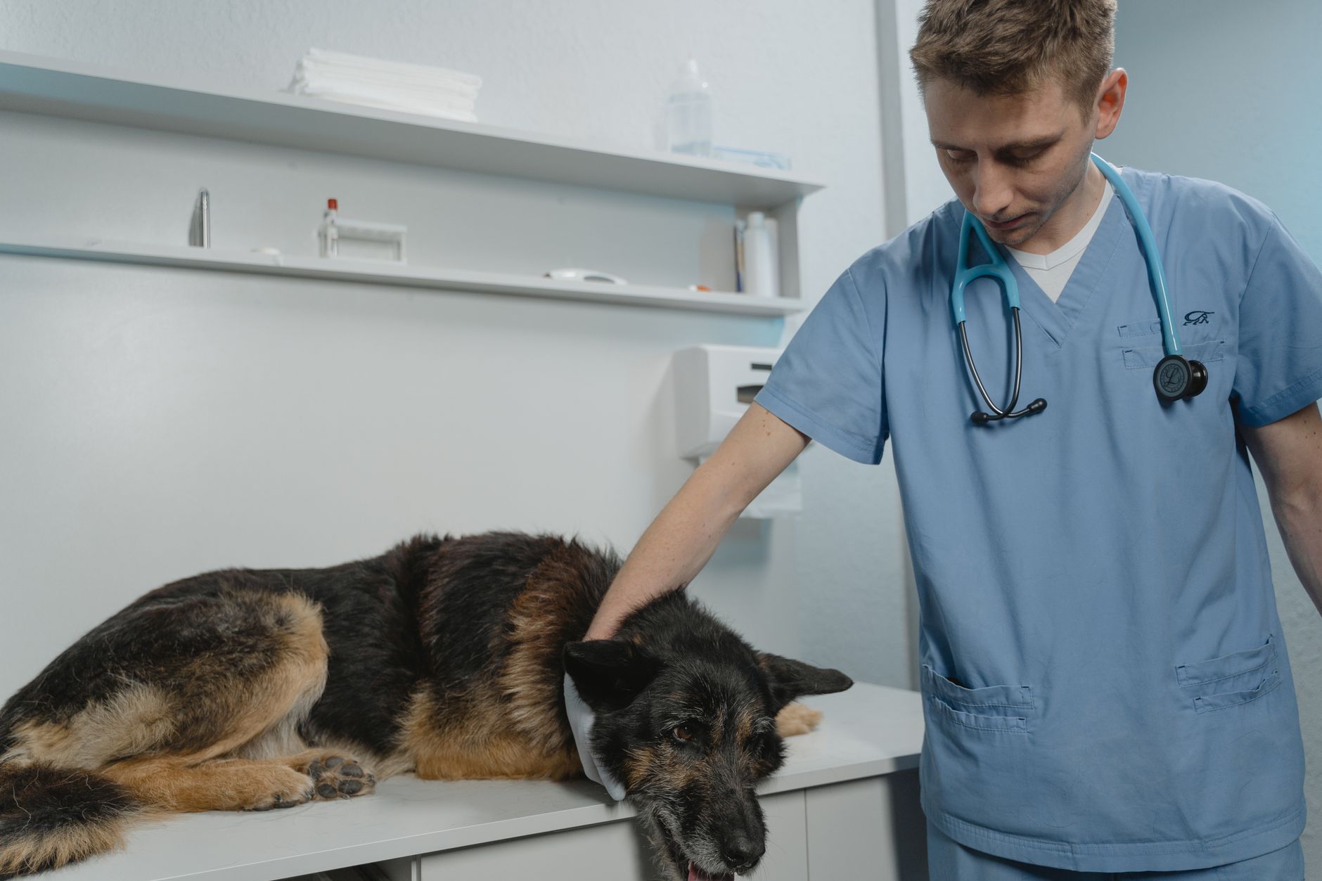 Dysplasie du coude chez le chien : symptômes, opération et prix