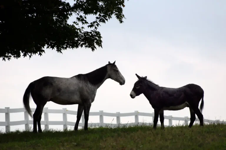Emphysème du cheval (asthme équin sévère) : symptômes, traitement et coûts