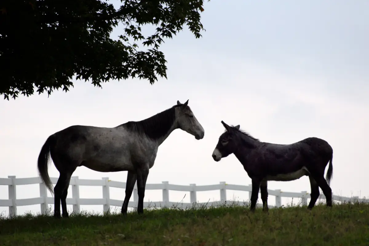 Emphysème du cheval (asthme équin sévère) : symptômes, traitement et coûts