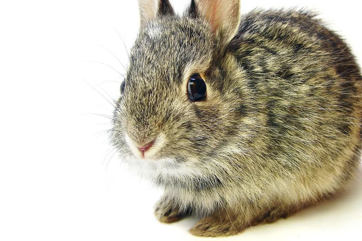 Encéphalitozoonose du lapin : tête penchée, traitement et coût