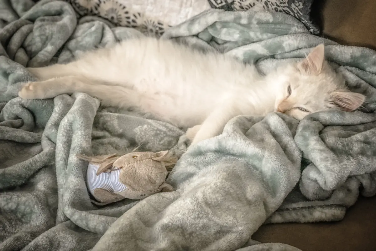 Épilepsie du chat : traitement, crises et suivi vétérinaire