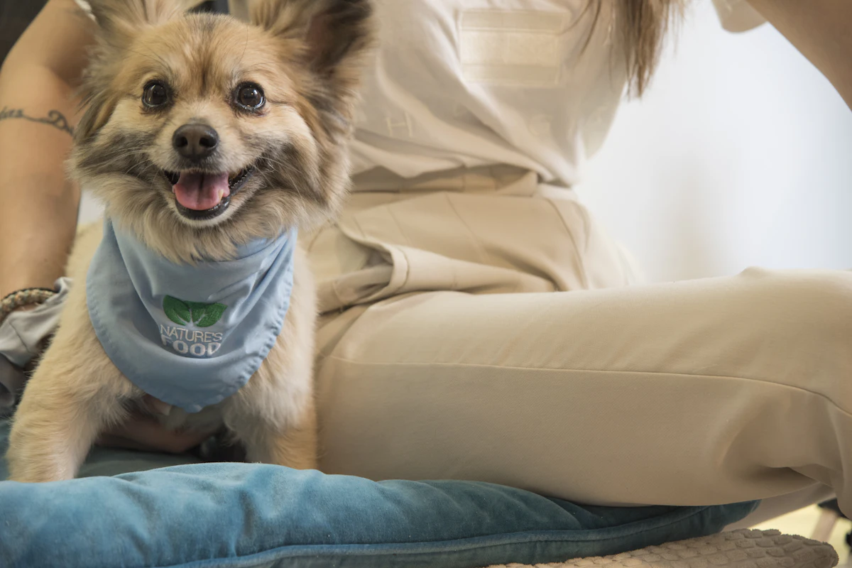 Crise d’épilepsie chez le chien : que faire et quand c’est une urgence