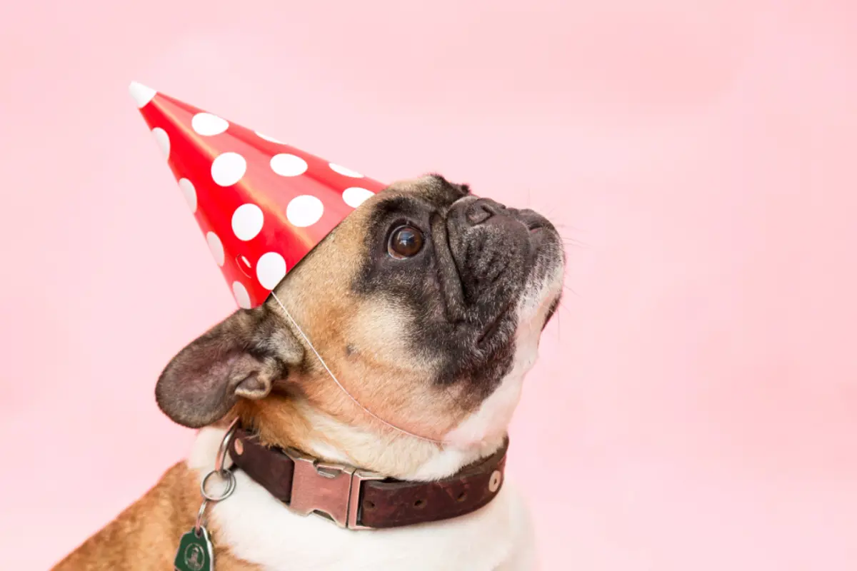 Épilepsie du chien : traitement, coût et prise en charge