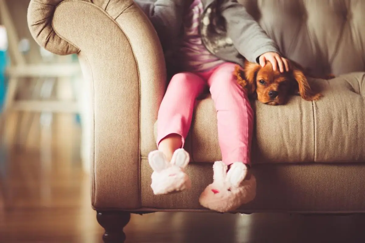 Exclusions assurance animaux : ce qui n’est jamais couvert