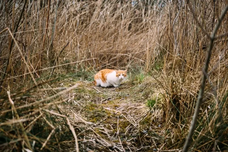 FIV chat : symptômes, espérance de vie et suivi d’un chat positif