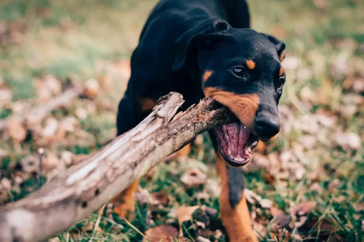 Forfait prévention assurance animaux : comment ça marche ?