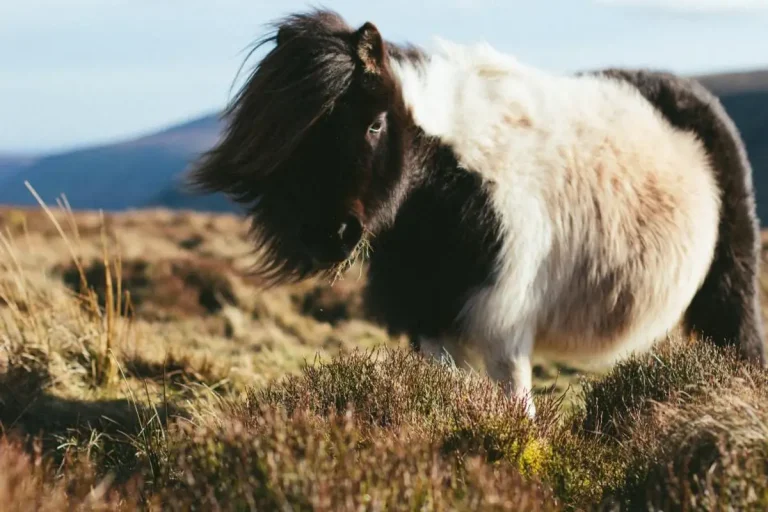 Fourbure du cheval : symptômes, urgence et que faire
