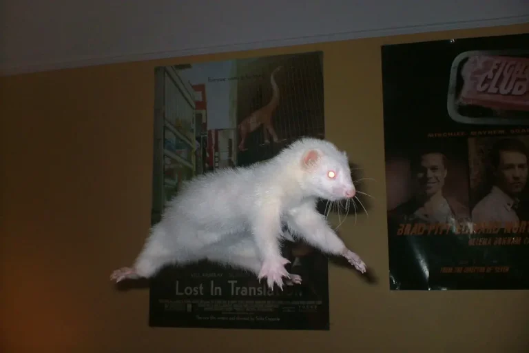 Furet qui ne mange plus : pourquoi c’est une urgence vétérinaire