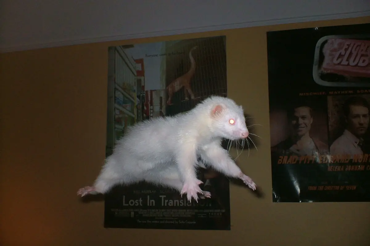 Furet qui ne mange plus : pourquoi c&rsquo;est une urgence vétérinaire
