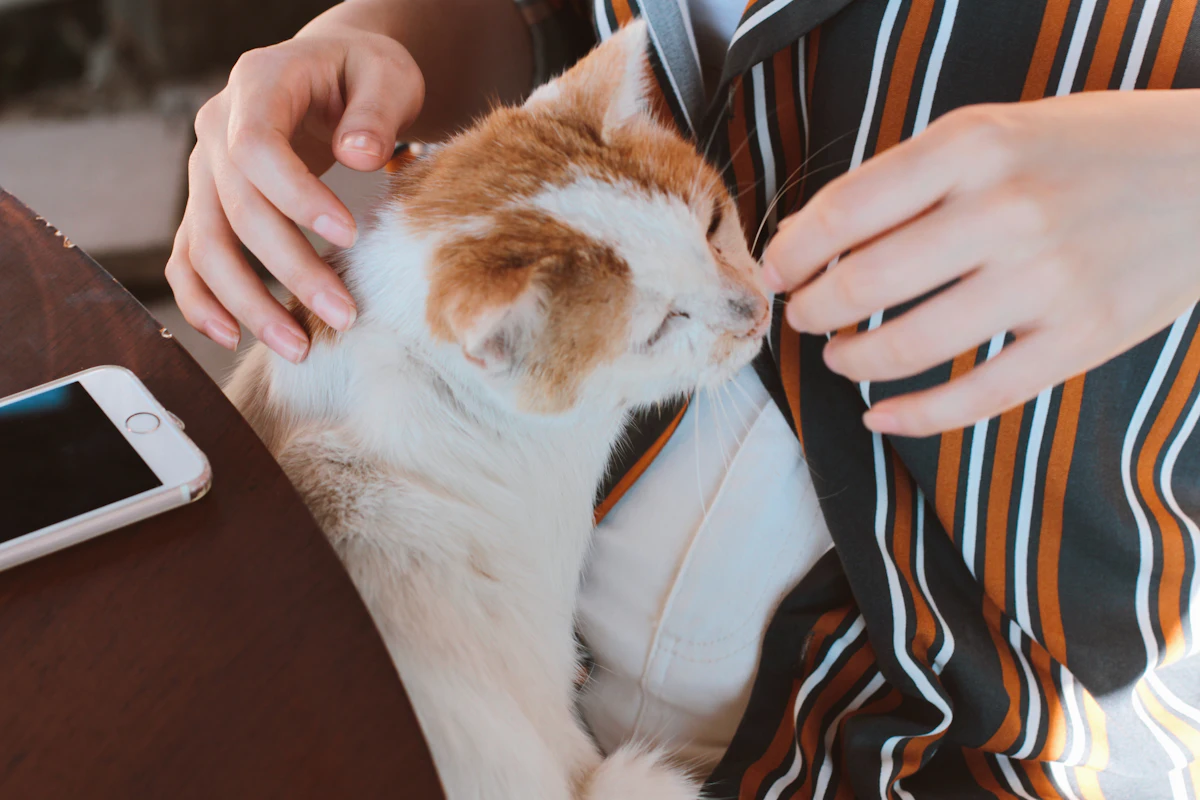 Gale des oreilles chat : symptômes, traitement et prix en 2026