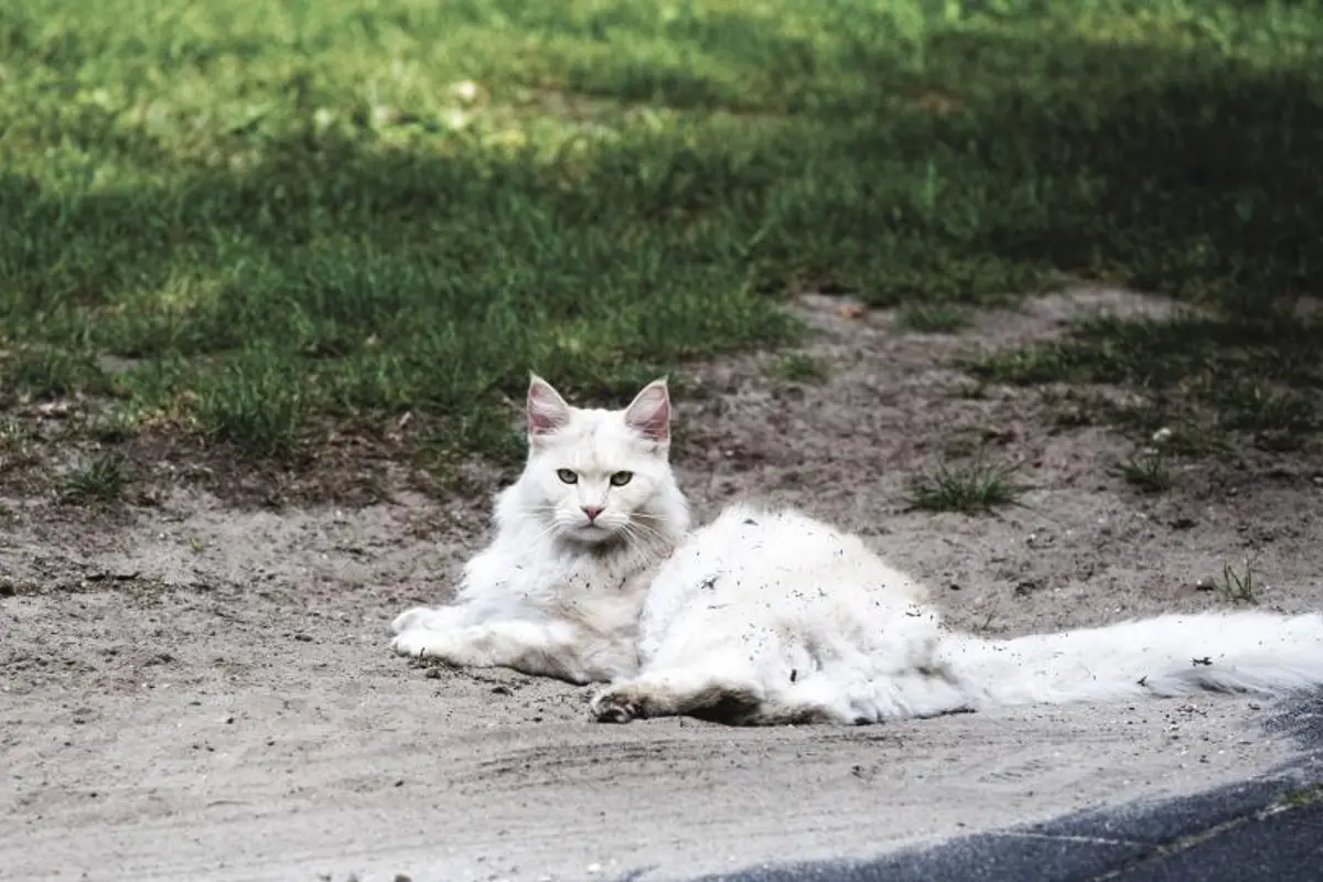 Gingivostomatite du chat : symptômes, traitement et coût