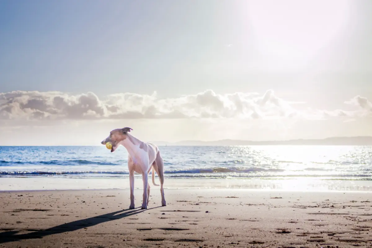 Glaucome du chien : symptômes, urgence et coût des soins