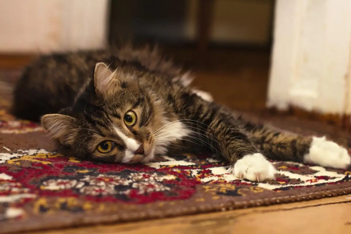 Hyperthyroïdie du chat : traitements et coûts à prévoir