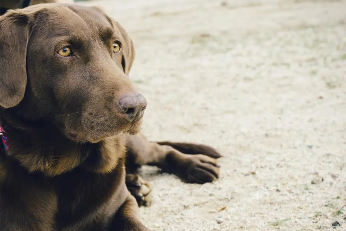 Incontinence urinaire du chien : causes, traitements et coûts