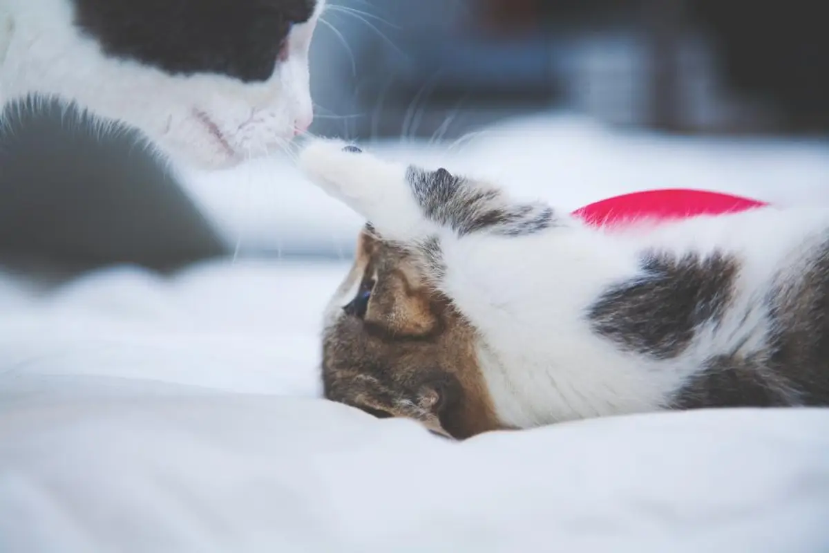 Insuffisance rénale du chat : quel coût pour le traitement ?