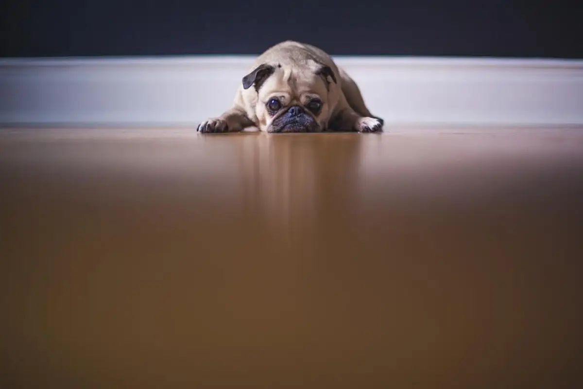 Insuffisance rénale du chien : quel coût prévoir en 2026 ?