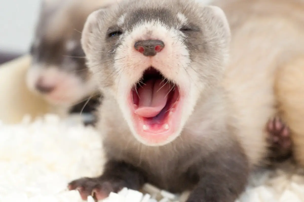 Insulinome du furet : symptômes, traitement et coût