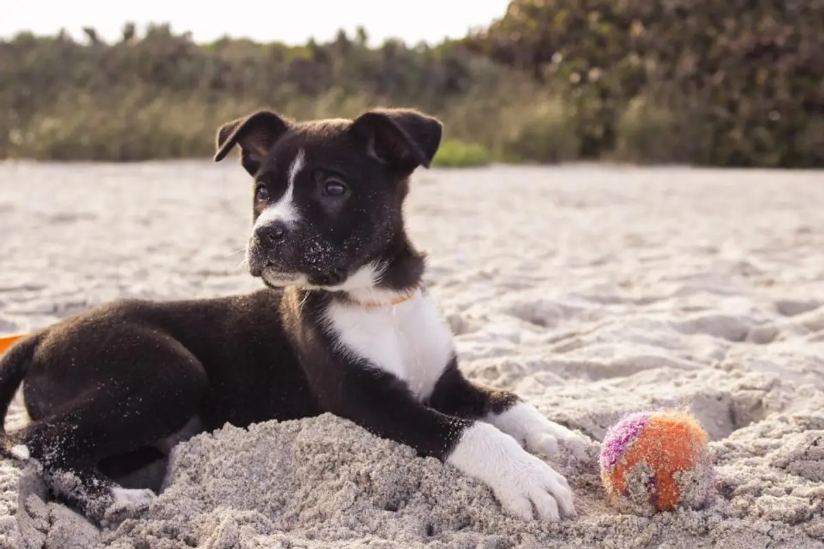 Leishmaniose du chien : symptômes, traitement et coût réel