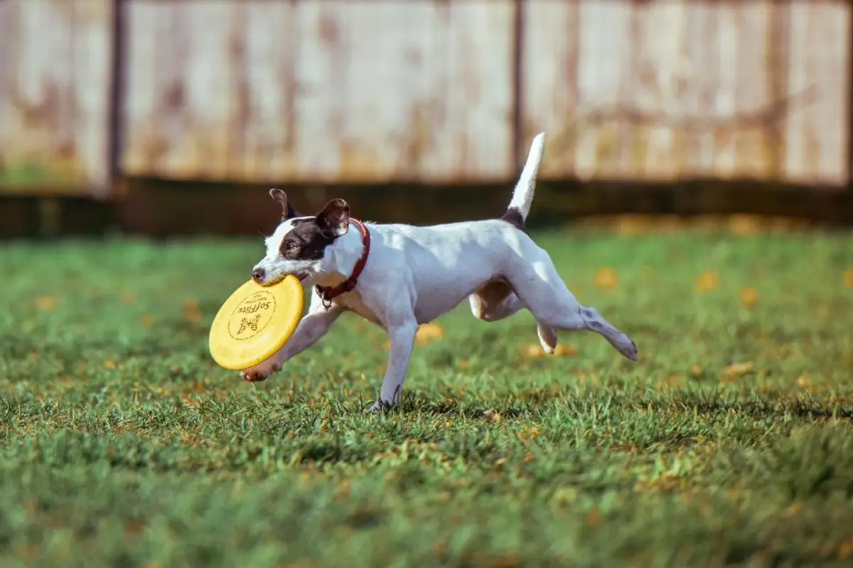 Leptospirose du chien : symptômes, traitement et coût réel