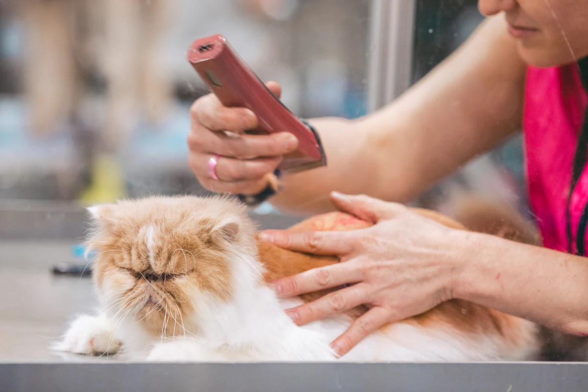 Lipidose hépatique du chat : symptômes, traitement et coût