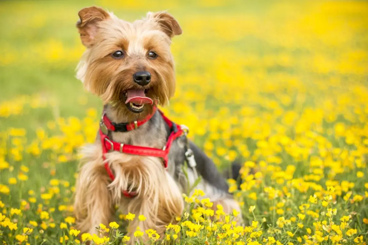 Luxation de la rotule chez le chien : grades, opération et prix