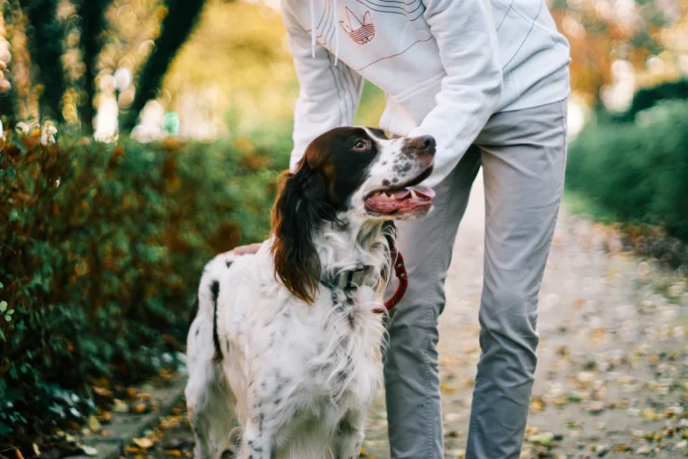 Maladie de Carré du chien : symptômes, traitement et coût
