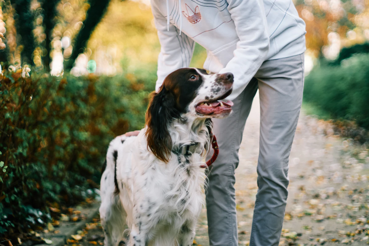 Maladie de Carré du chien : symptômes, traitement et coût