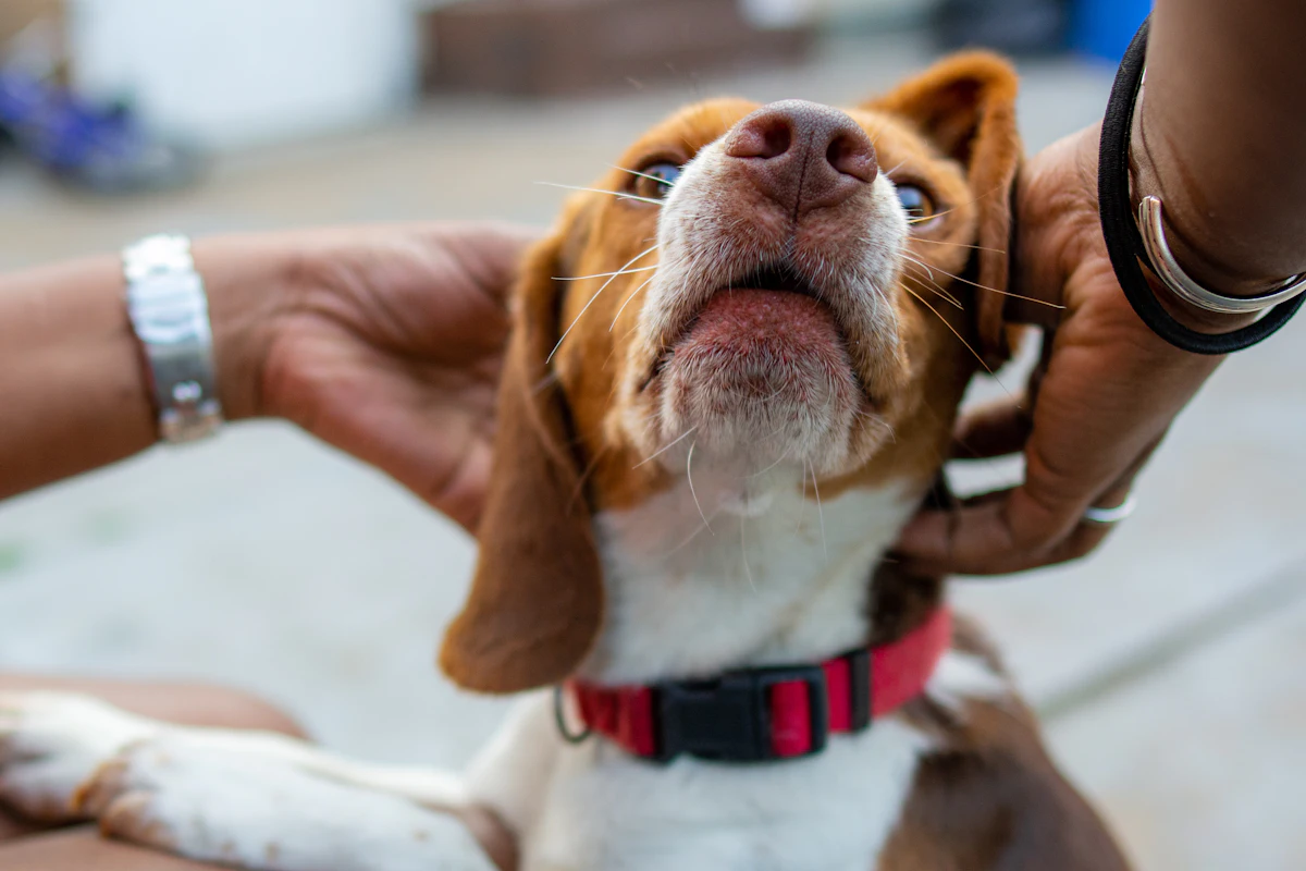 Maladie de Lyme chez le chien : symptômes, traitement et coût