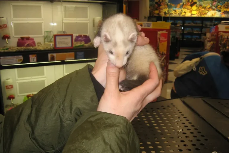 Maladie surrénalienne du furet : symptômes, traitements et coûts