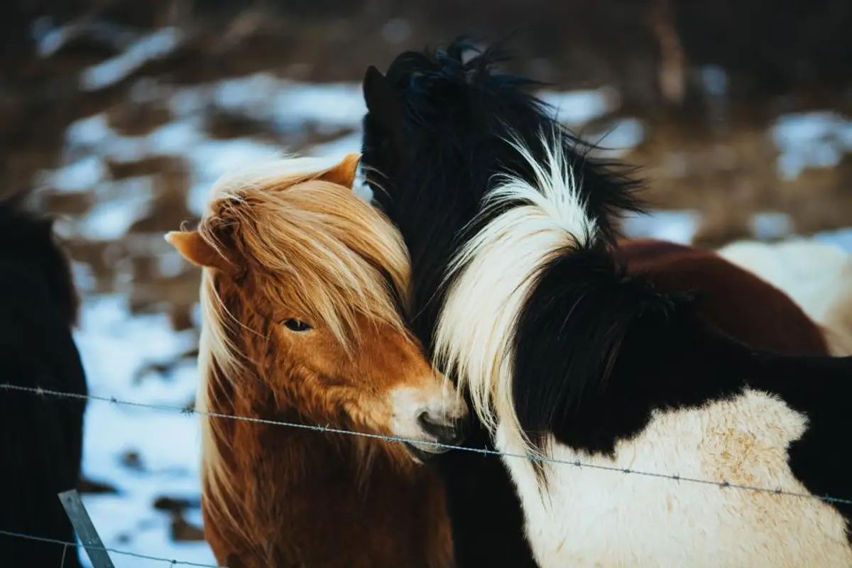 Maladies du cheval : les plus fréquentes, signes et coûts 2026