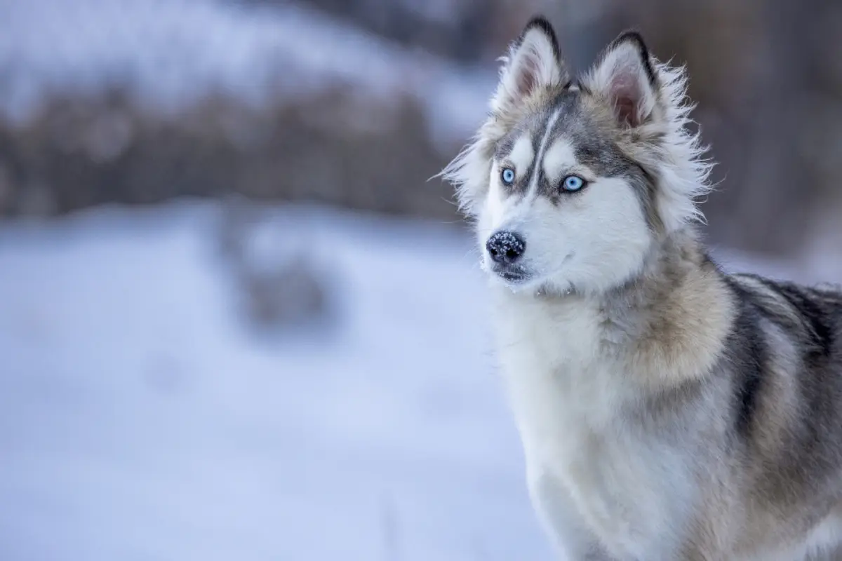Maladies fréquentes du chien : symptômes, coûts et prévention