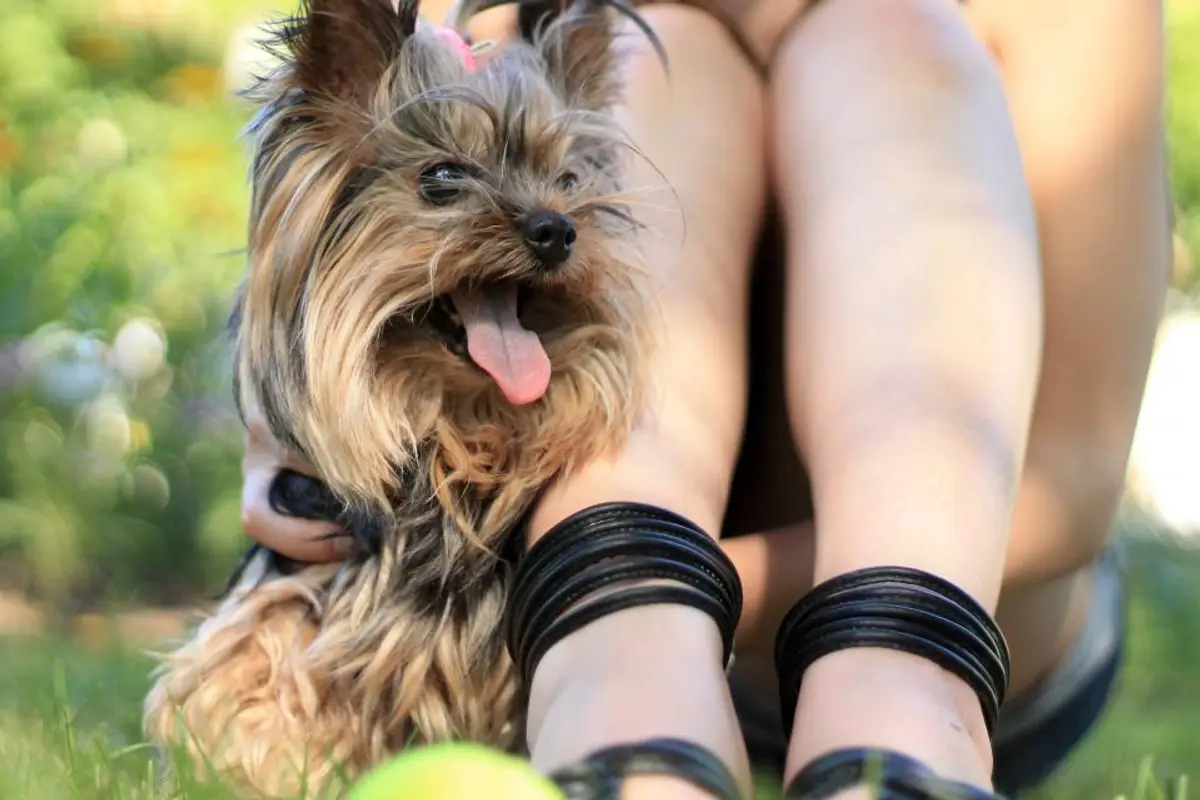 Les maladies les plus fréquentes chez le chien et leur coût