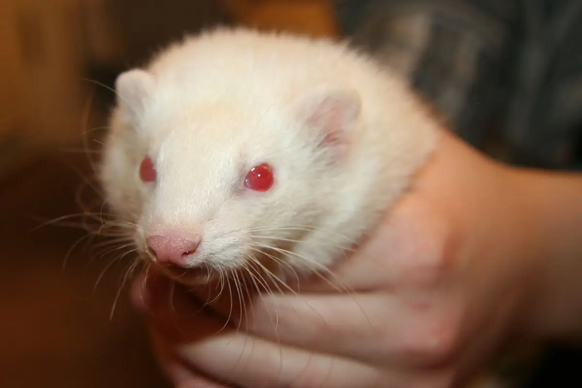 Maladies du furet : pathologies fréquentes et coûts 2026