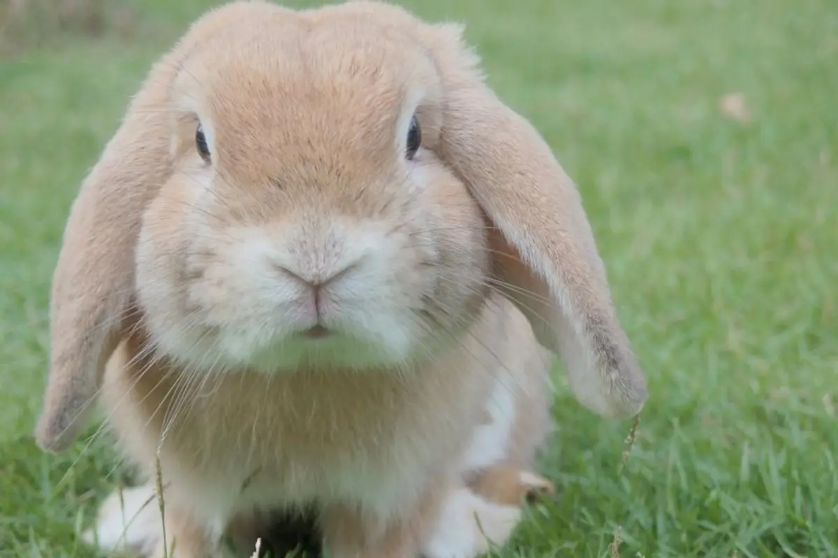 Maladies du lapin domestique : symptômes, prévention et coûts