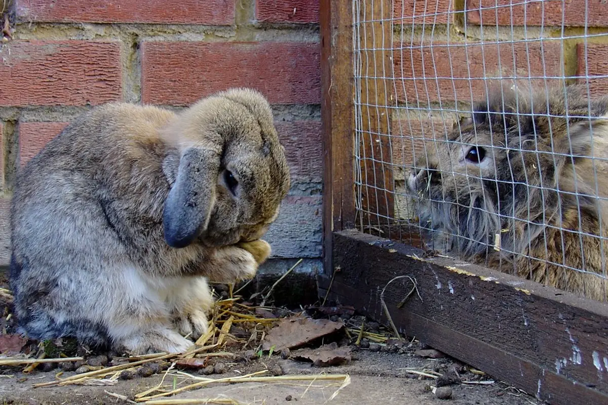 Malocclusion dentaire du lapin : symptômes, traitement et coût réel