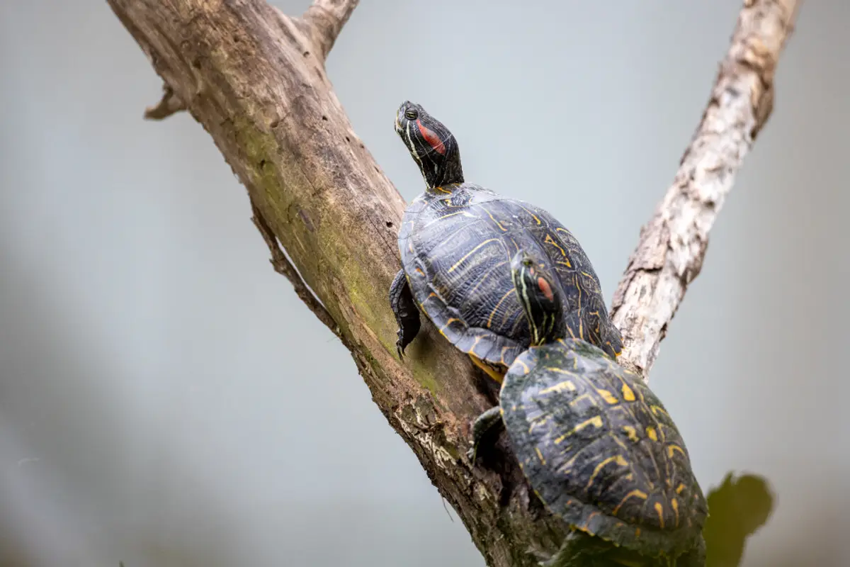 MBD reptile : ostéofibrose de la tortue et du pogona, symptômes, traitement et prévention
