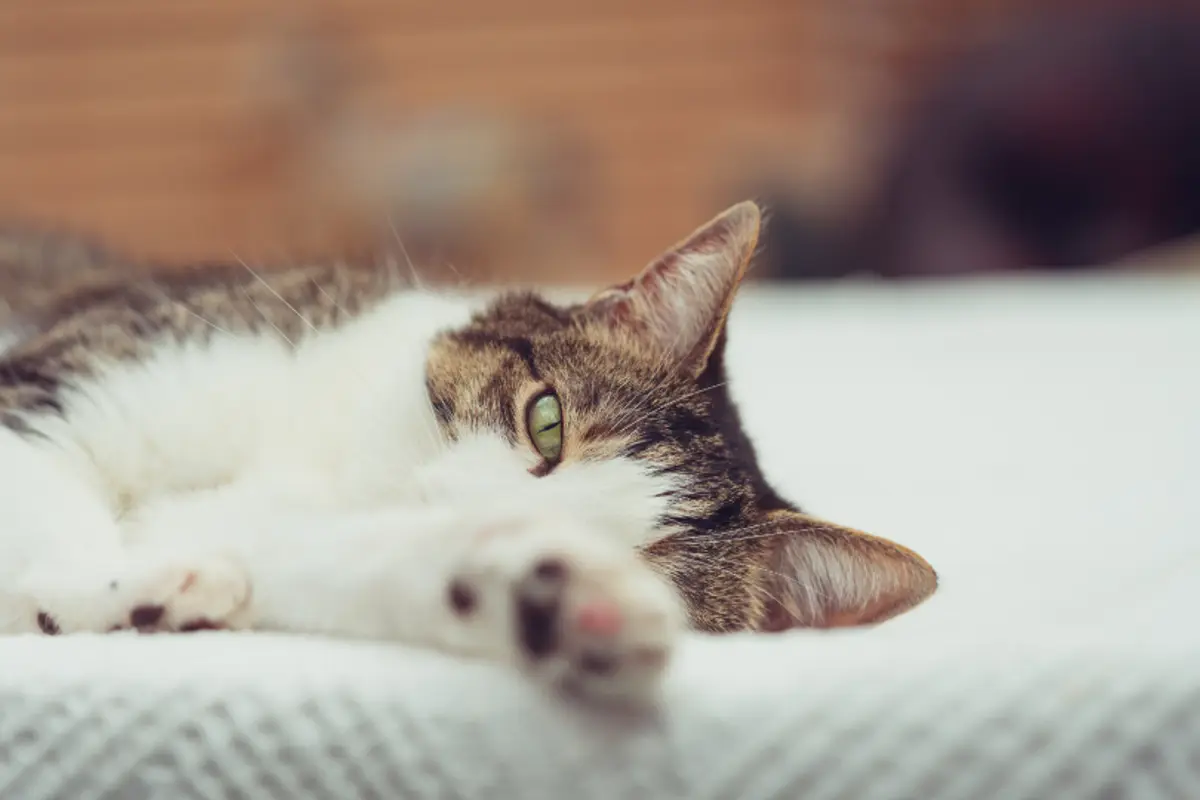 Meilleure assurance chaton : bien choisir en 2026