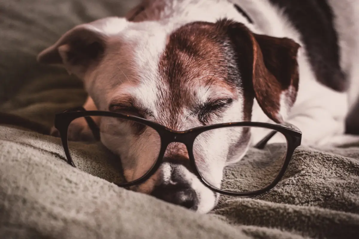 Meilleure assurance chiot : comment bien la choisir en 2026