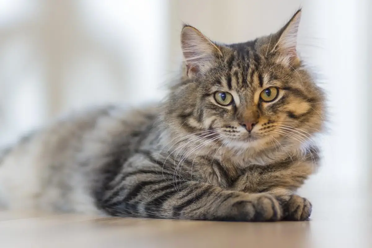 Otite du chat : traitement, symptômes et prix vétérinaire