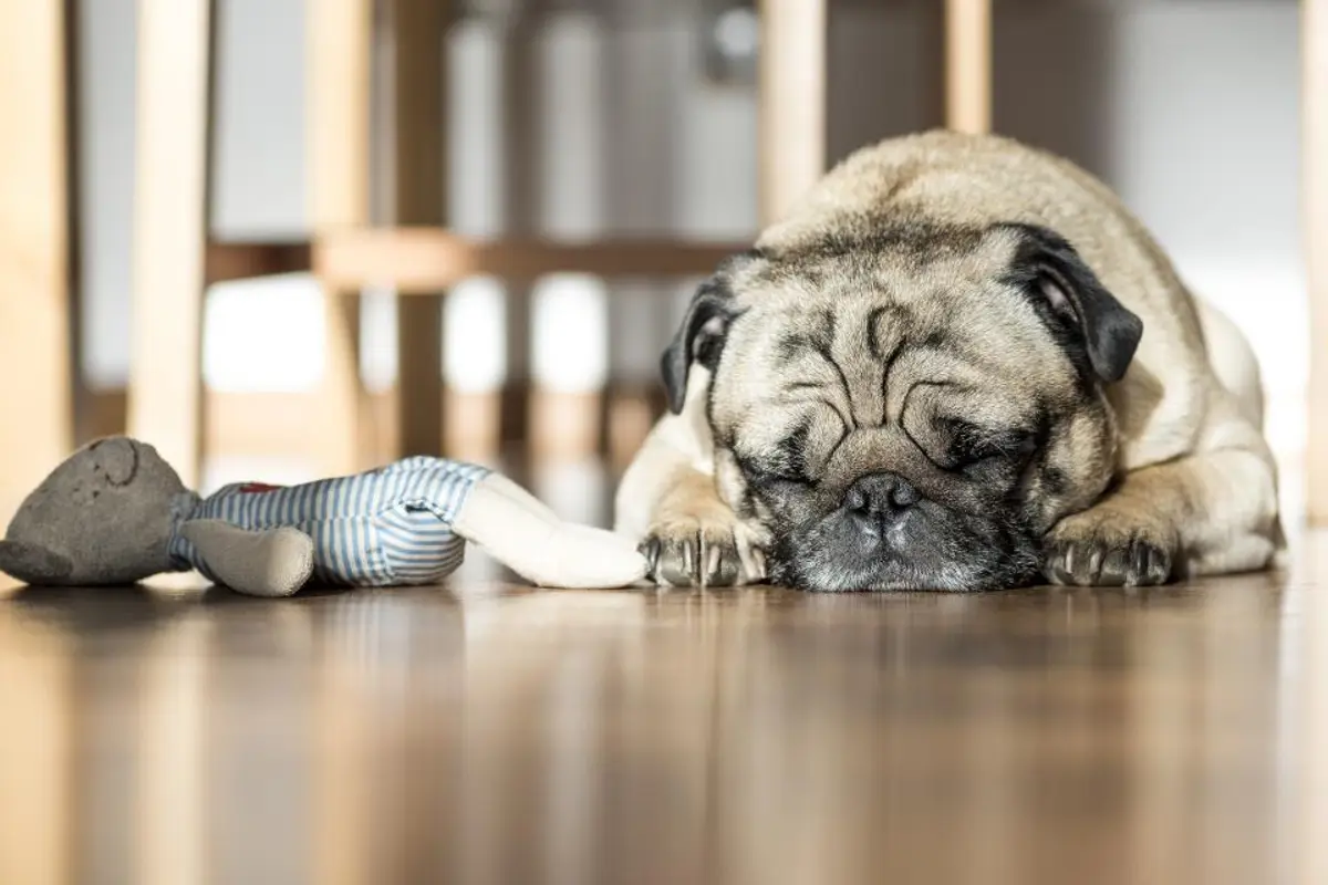 Otite du chien : traitement, prix et causes en 2026
