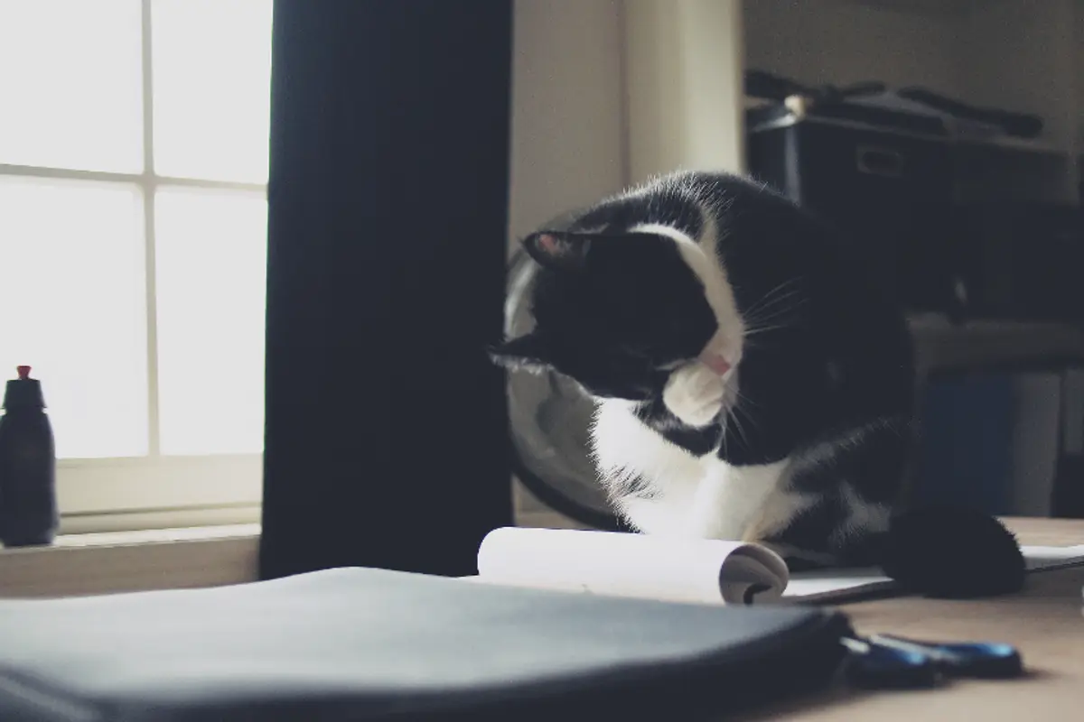 Pancréatite du chat : symptômes, diagnostic et coût des soins